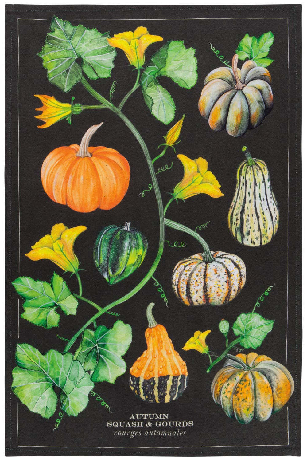 Illustration of various squash and gourds on a black background